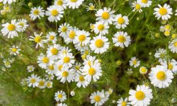 How to Grow Chamomile for Continuous Blooms and Aromatic Tea