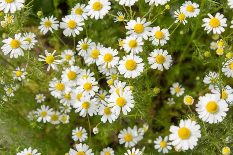 How to Grow Chamomile for Continuous Blooms and Aromatic Tea