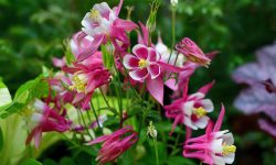 How Long Does Columbine Bloom? Simple Tips for Garden Beauty