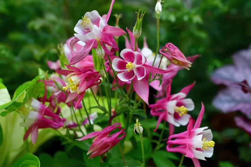 How Long Does Columbine Bloom? Simple Tips for Garden Beauty