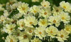 Are Cosmos Annuals or Perennials? Complete Guide for Gardeners