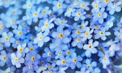 When Do Forget Me Nots Flower? Expert Tips for Perfect Blooms