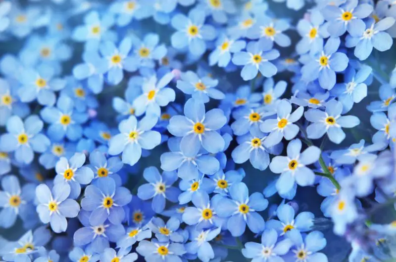 When Do Forget Me Nots Flower? Expert Tips for Perfect Blooms