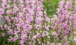 How to Grow Salvias for Endless Blooms: Expert Tips That Work