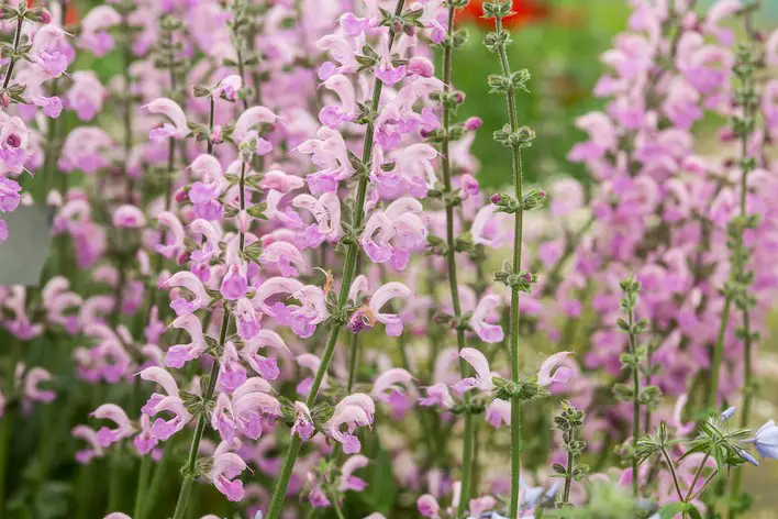 How to Grow Salvias for Endless Blooms: Expert Tips That Work