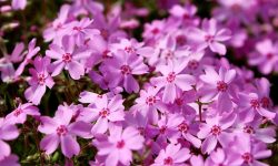 When to Plant Creeping Phlox: Guide for Lush Ground Cover