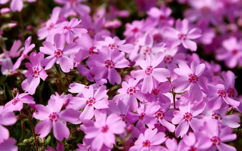When to Plant Creeping Phlox: Guide for Lush Ground Cover