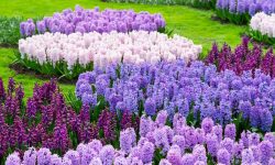 When Do Hyacinths Bloom in Different Climates? Expert Tips Inside
