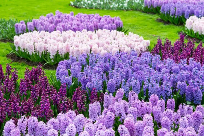 When Do Hyacinths Bloom in Different Climates? Expert Tips Inside