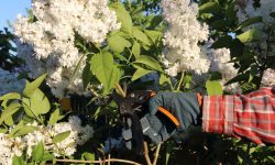 When to Cut Back Lilac Bush for Healthier Growth and Fragrance
