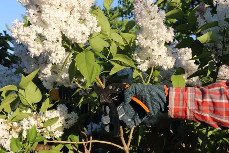 When to Cut Back Lilac Bush for Healthier Growth and Fragrance