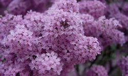 How Long Do Lilacs Bloom? Full Blooming Timeline and Care Tips