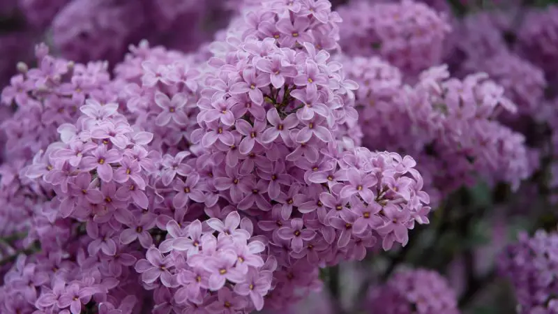 How Long Do Lilacs Bloom? Full Blooming Timeline and Care Tips