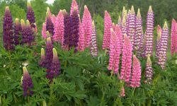 When Does Lupine Bloom? Tips to Maximize Your Garden’s Color