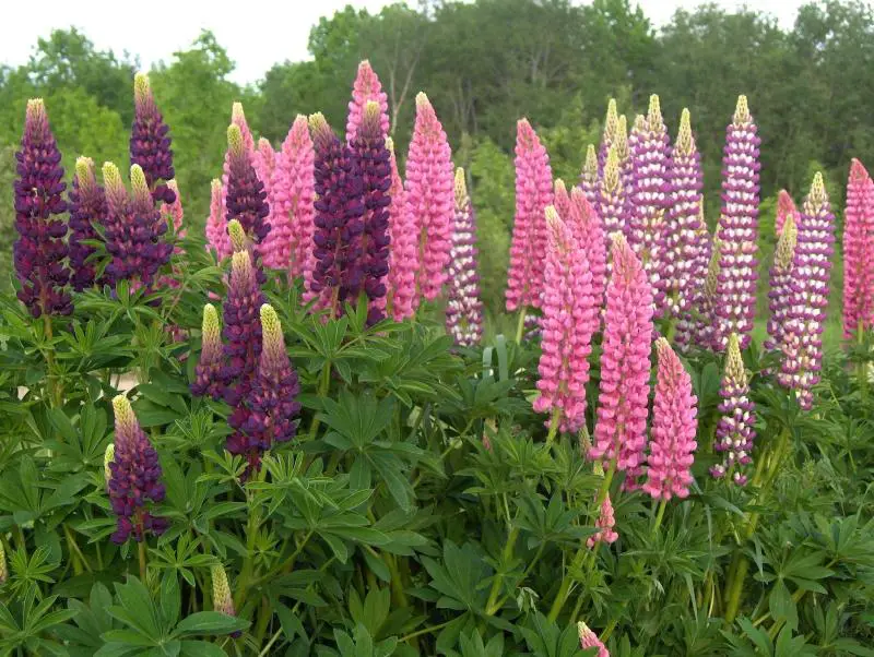 When Does Lupine Bloom? Tips to Maximize Your Garden’s Color