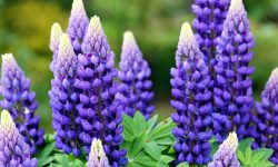 How to Germinate Lupine Seeds: Expert’s Guide for Vibrant Color