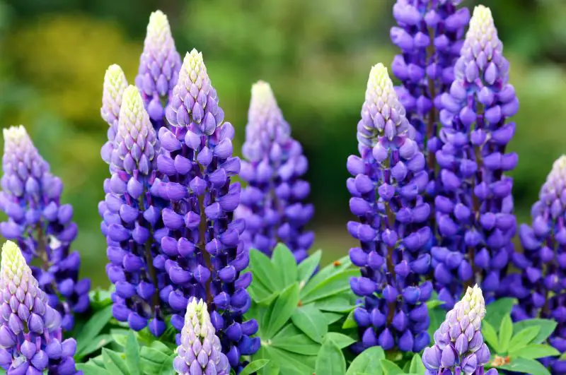 How to Germinate Lupine Seeds: Expert's Guide for Vibrant Flowers