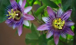 How to Propagate Passion Flower for More Blooms in Your Garden