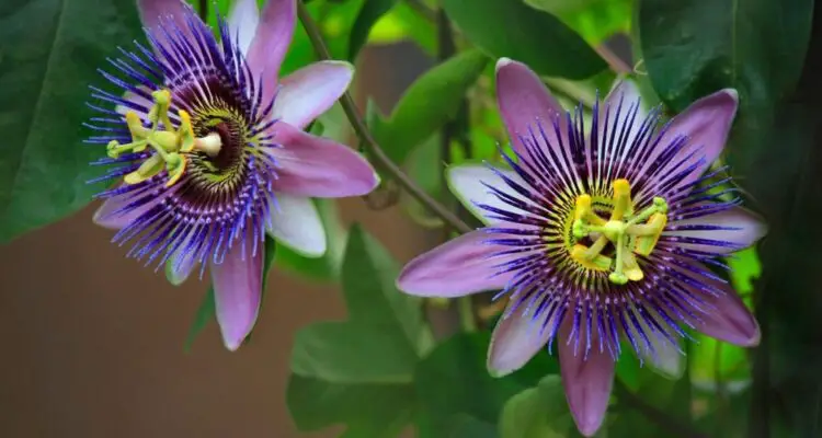 How to Propagate Passion Flower for More Blooms in Your Garden