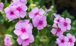 How to Propagate Periwinkle: Essential Guide for Thriving Plants