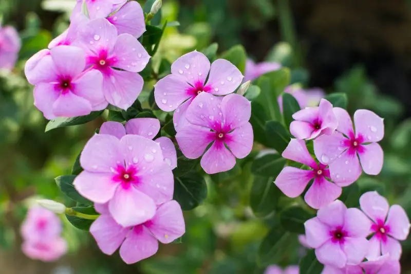 How to Propagate Periwinkle: Essential Guide for Thriving Plants