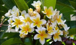 When Do Plumerias Bloom? Boost Blooms and Enjoy More Color