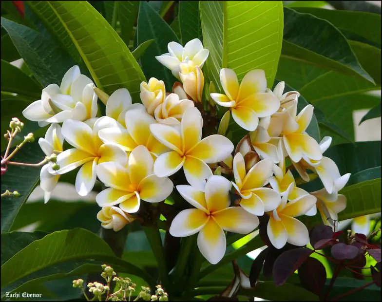 When Do Plumerias Bloom? Boost Blooms and Enjoy More Color