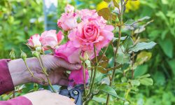 How to Prune Climbing Roses for More Blooms and Strong Growth