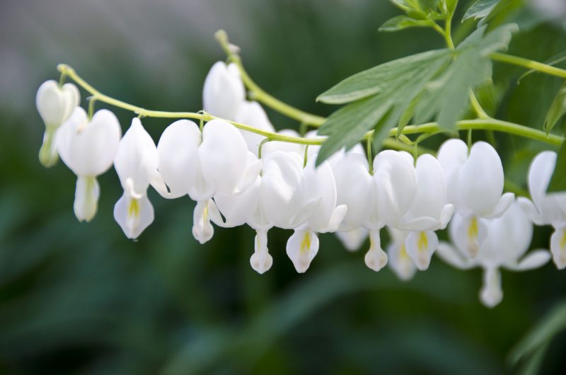 When Do Bleeding Hearts Bloom? Tips for Stunning Spring Flowers