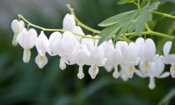 When Do Bleeding Hearts Bloom? Tips for Stunning Spring Flowers