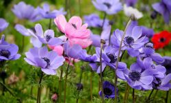When Do Anemones Bloom? Expert Tips to Extend Flower Season
