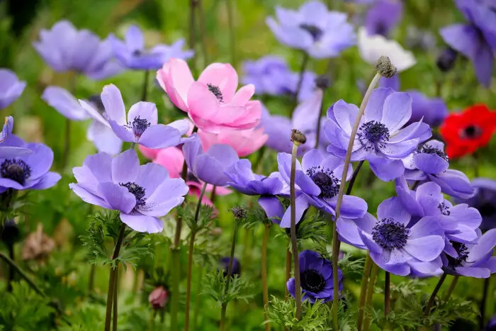 When Do Anemones Bloom? Expert Tips to Extend Flower Season