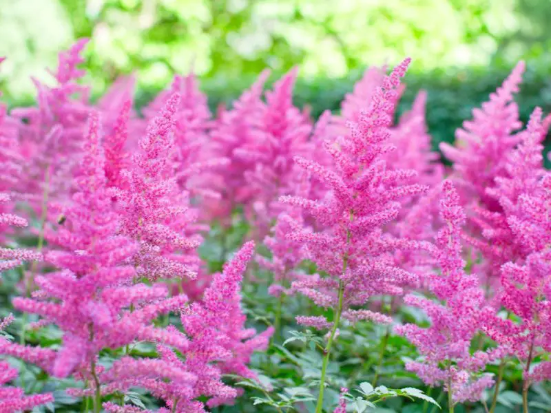 When to Plant Astilbe: Expert Guide for Beautiful Garden Blooms