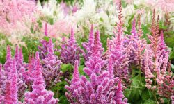 When Do Astilbe Bloom for Stunning Summer Color in Your Garden