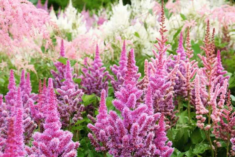 When Do Astilbe Bloom for Stunning Summer Color in Your Garden