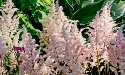 How Long Do Astilbe Bloom? Secrets to Long-Lasting Lush Flowers
