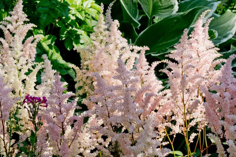 How Long Do Astilbe Bloom? Secrets to Long-Lasting Lush Flowers