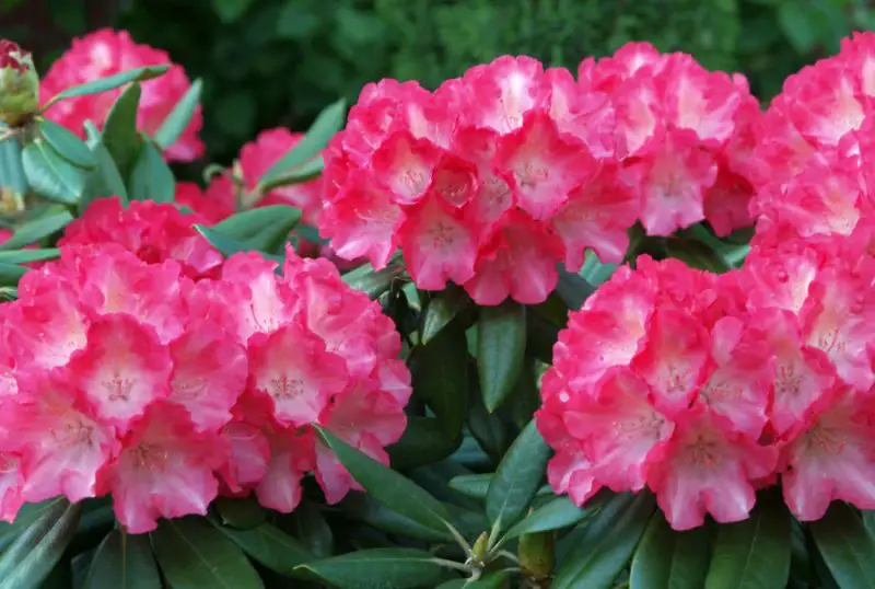 Pink Flowers Names