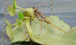 How to Root a Begonia: Expert Tips for Fast and Healthy Growth