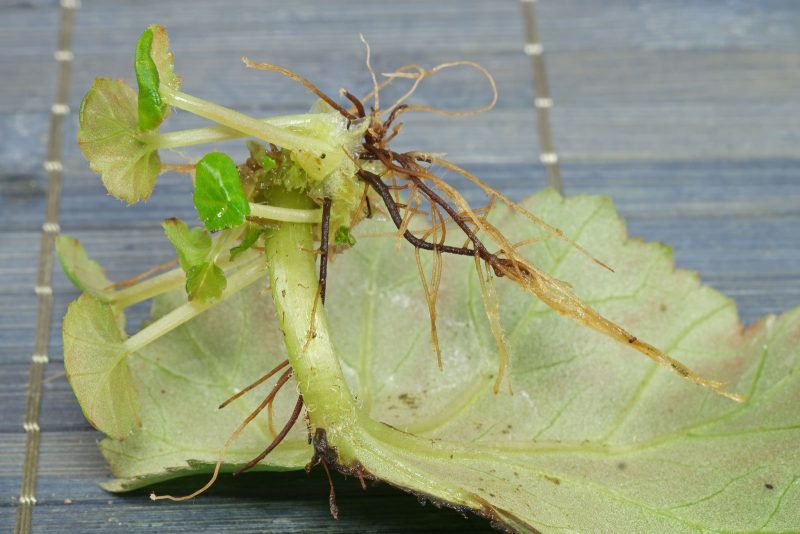 How to Root a Begonia: Expert Tips for Fast and Healthy Growth