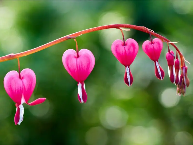 Pink Flowers Names