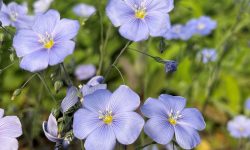 How to Care for Blue Flax: Essential Tips for Lasting Color Longer