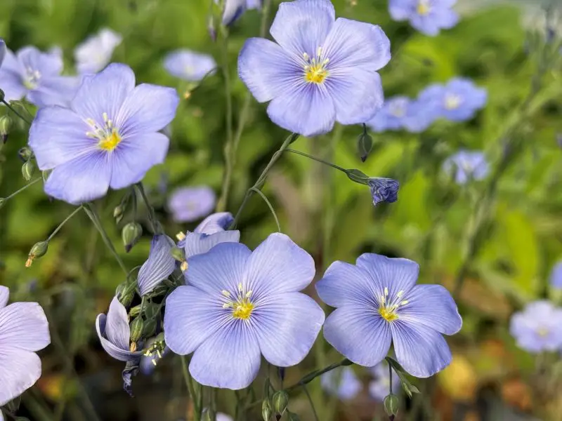 How to Care for Blue Flax: Essential Tips for Lasting Color Longer