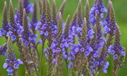 How to Care for Blue Vervain and Enjoy Vibrant Blooms All Season