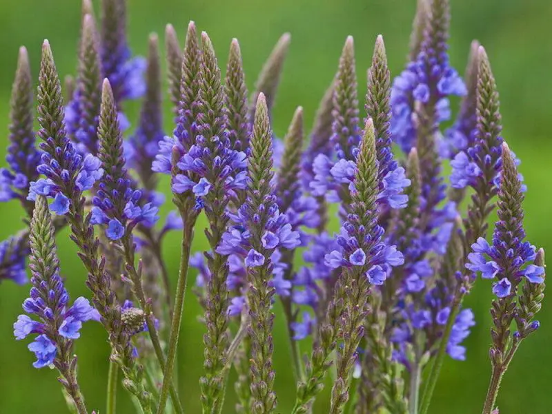 How to Care for Blue Vervain and Enjoy Vibrant Blooms All Season