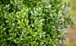 How to Plant Boxwood: Essential Care Tips for Evergreen Garden