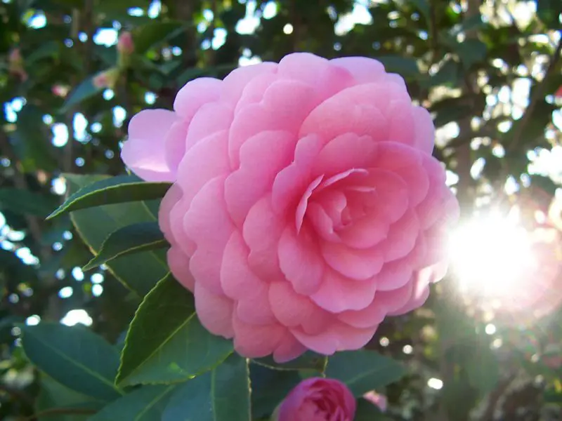 Pink Flowers Names
