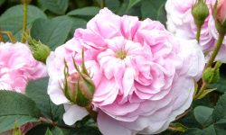 How to Care for Roses and Keep Them Blooming Year After Year