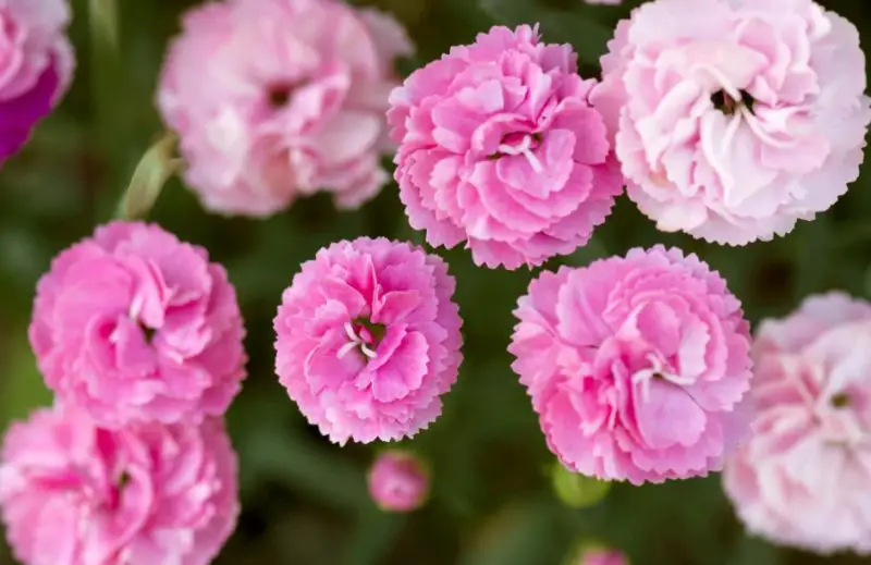 Pink Flowers Names