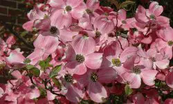How Fast Do Dogwood Trees Grow: Expert Tips for Healthy Growth